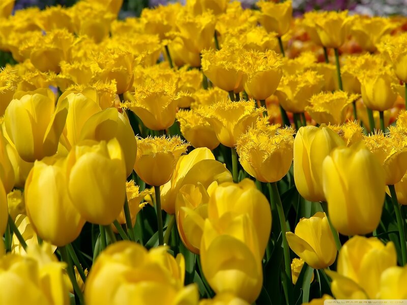 Yellow Tulip Flowers — Bright, Spring, Photograph, Green Stems, Leaves
