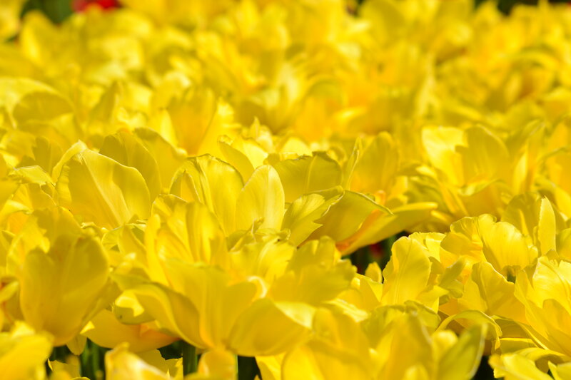 Yellow Tulip Flowers — Bright, Spring, Photograph, Green Stems