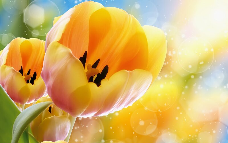 Yellow Tulip Flowers — Bright, Spring, Photograph, Leaves