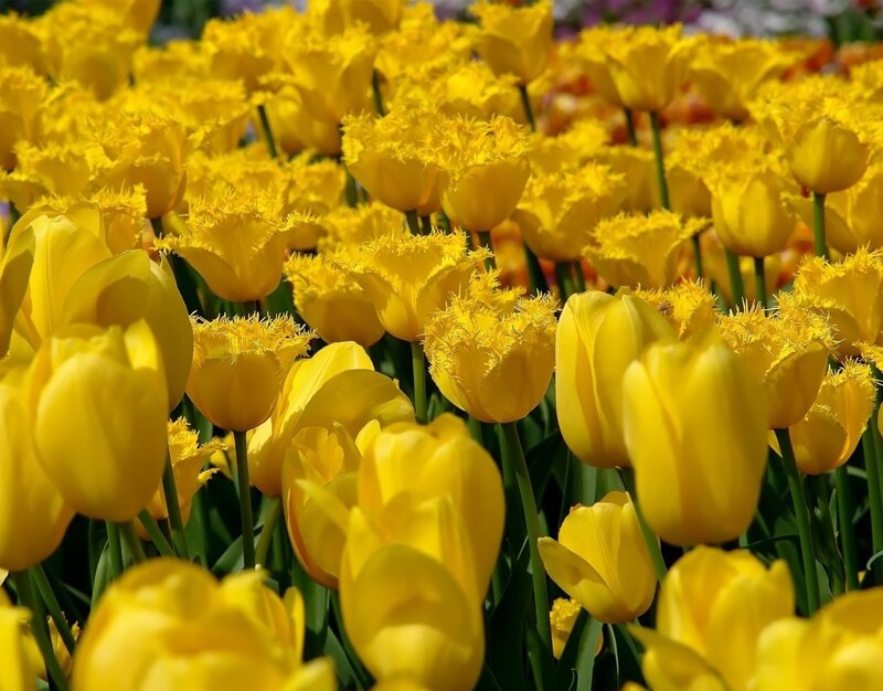 Yellow Tulip Flowers — Bright, Spring, Photograph