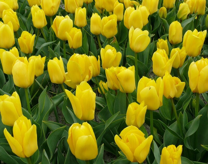 Yellow Tulip Flowers — Bright, Spring