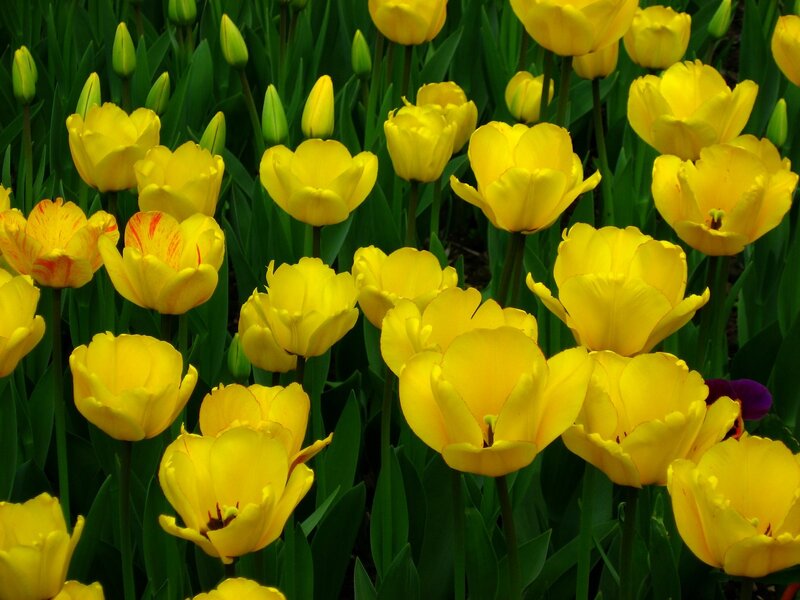 Yellow Tulip Flowers — Bright