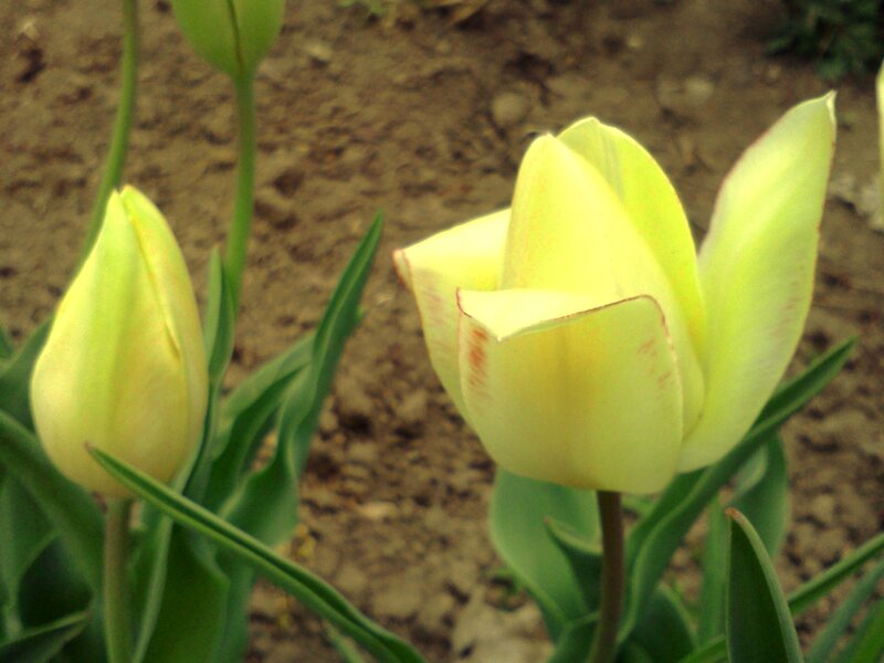 Yellow Tulip Flowers — Calm, Spring, Photograph, Buds