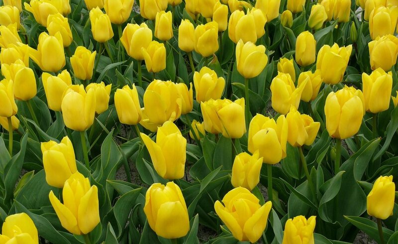 Yellow Tulip Flowers — Calm, Spring, Photograph, Green Leaves, Soil