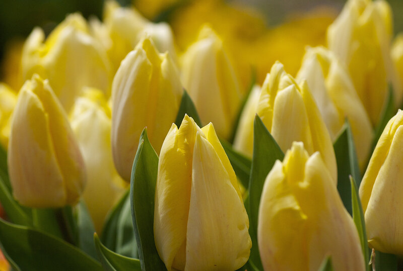 Yellow Tulip Flowers — Calm, Spring, Photograph, Green Leaves