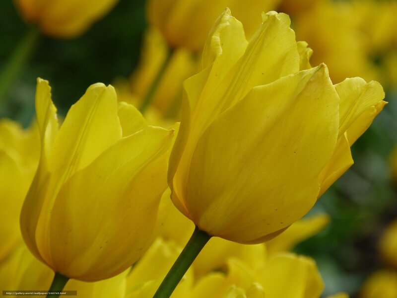 Yellow Tulip Flowers — Calm, Spring, Photograph, Green Stems