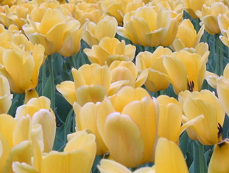 Yellow Tulip Flowers — Calm, Spring, Photograph