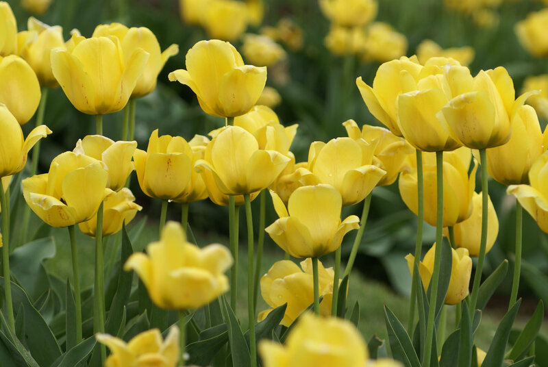 Yellow Tulip Flowers — Calm, Spring
