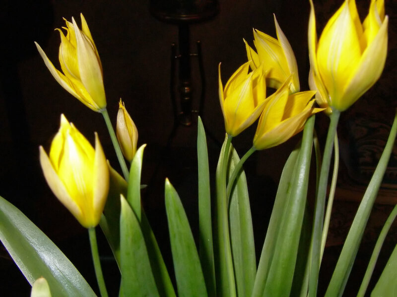 Yellow Tulip Flowers — Calm