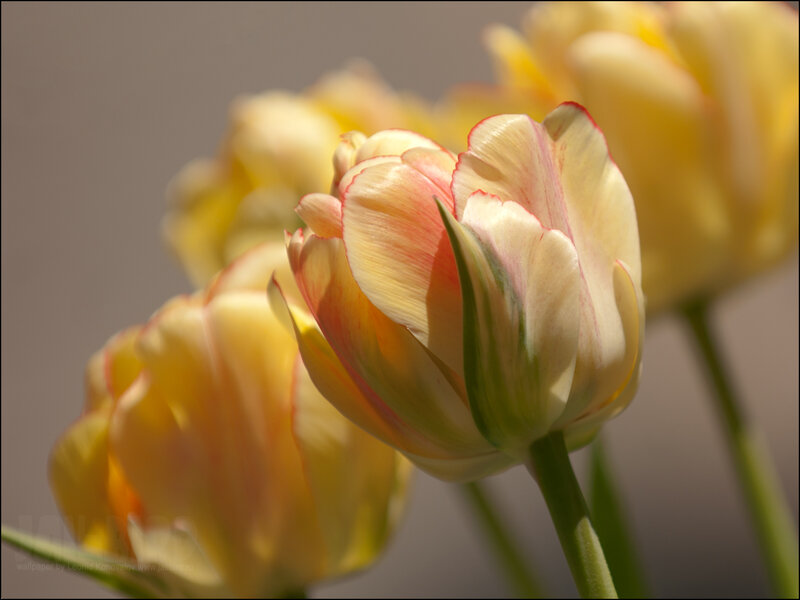 Yellow Tulip Flowers — Serene, Afternoon