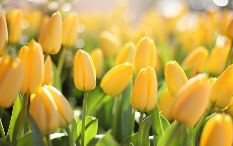 Yellow Tulip Flowers — Serene, Morning