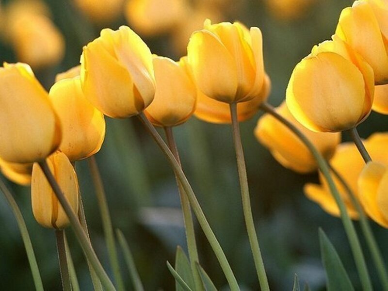 Yellow Tulip Flowers — Serene, Spring, Photograph, Stems