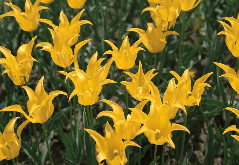 Yellow Tulip Flowers — Serene, Spring, Photograph