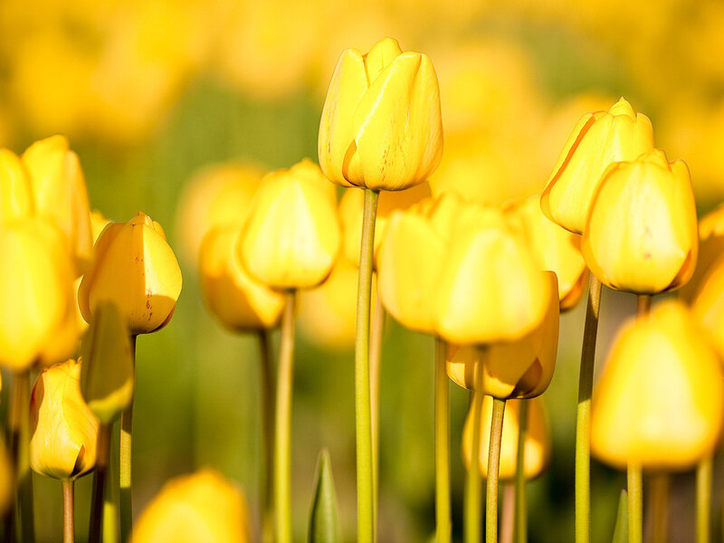 Yellow Tulip Flowers — Serene, Spring
