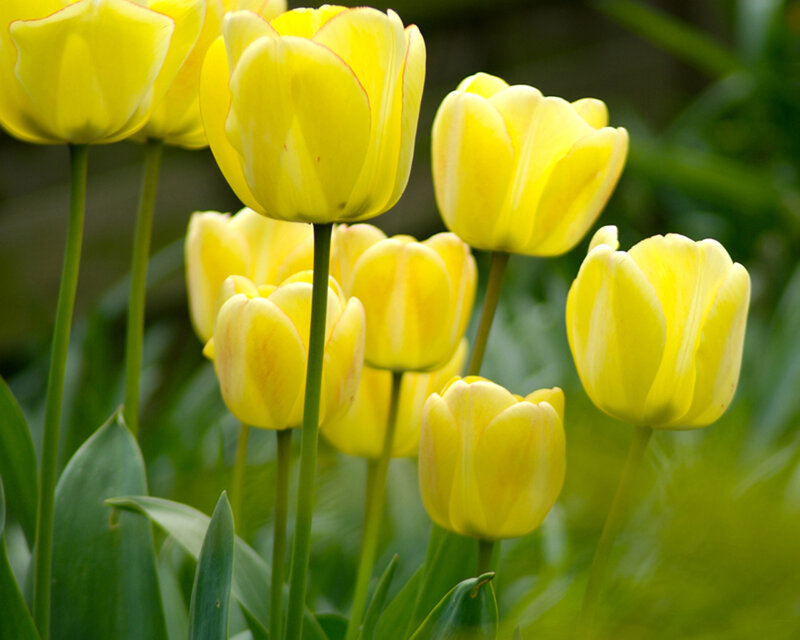 Yellow Tulip Flowers