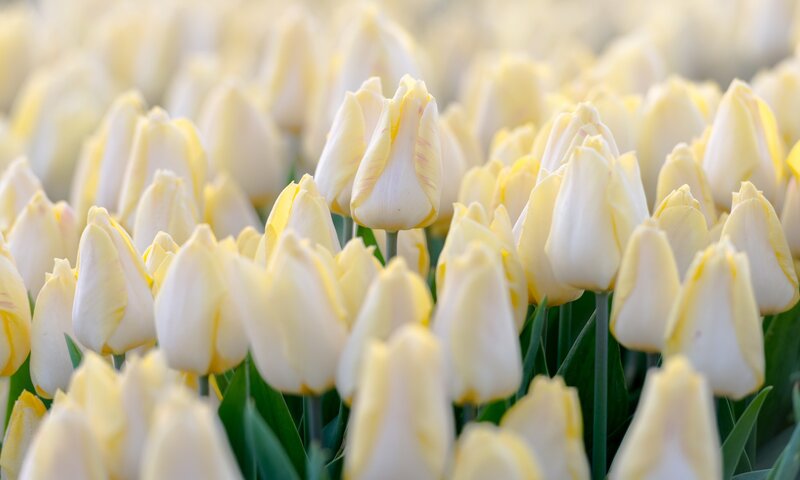 Yellow Tulip Flowers — White