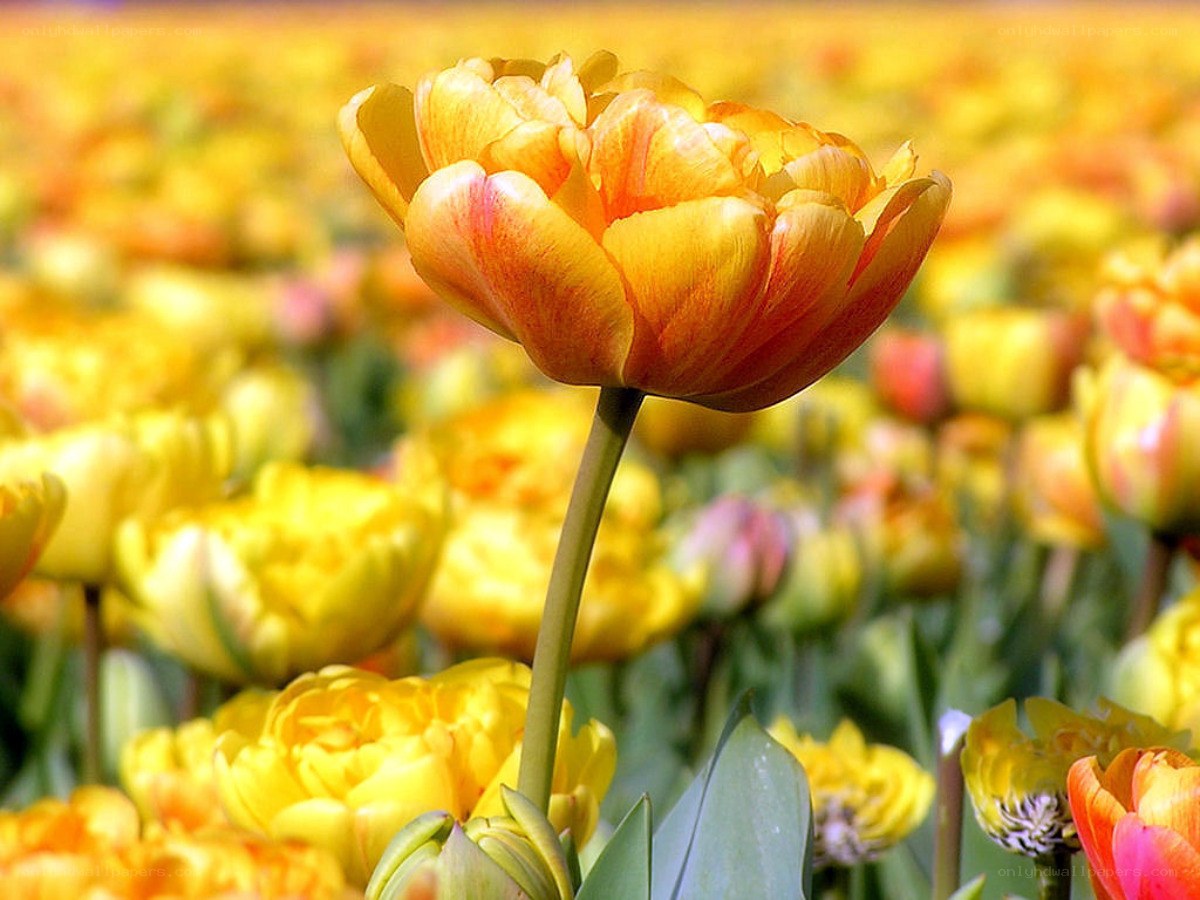 Yellow tulip in a field