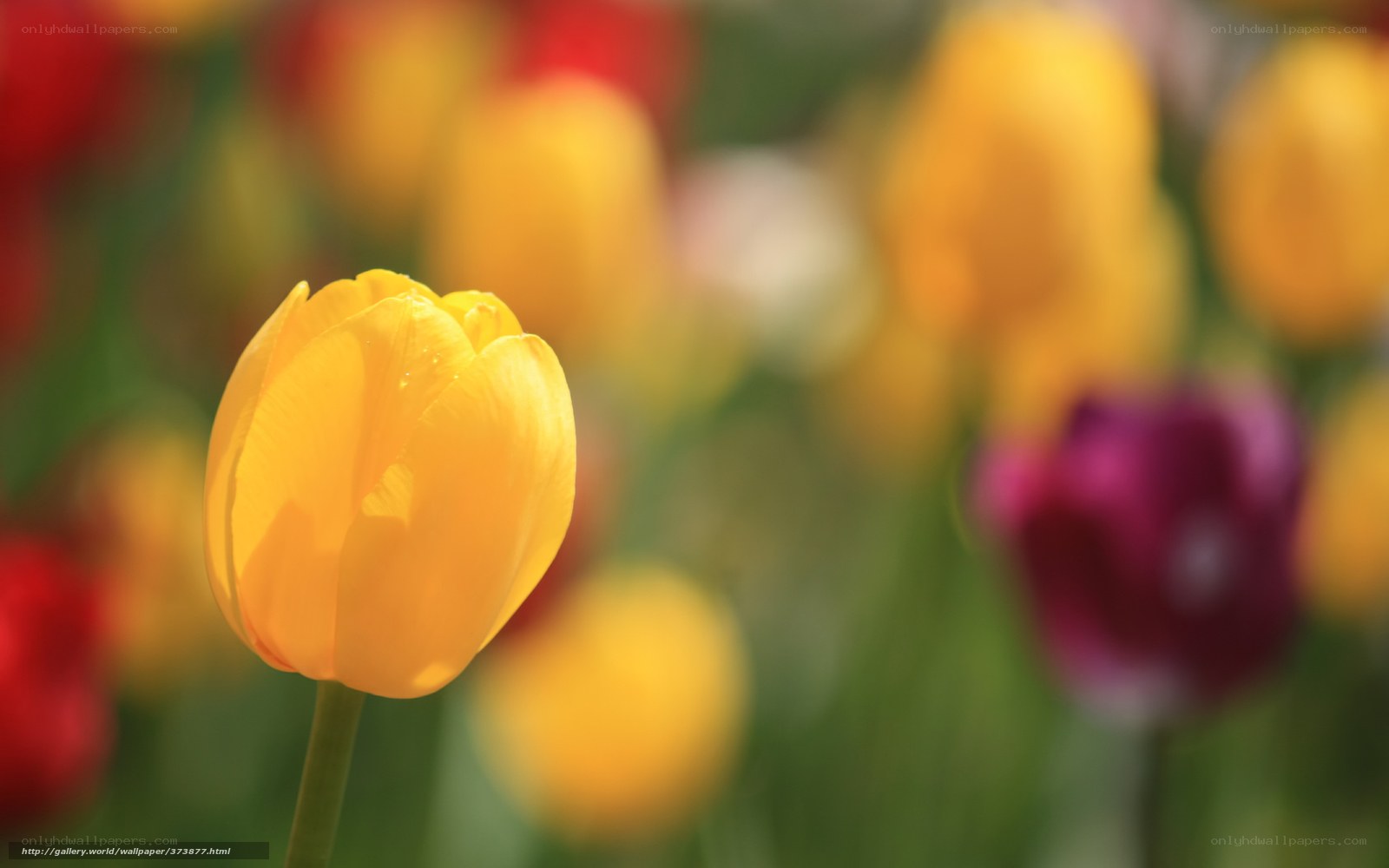 Yellow tulip in a flower field