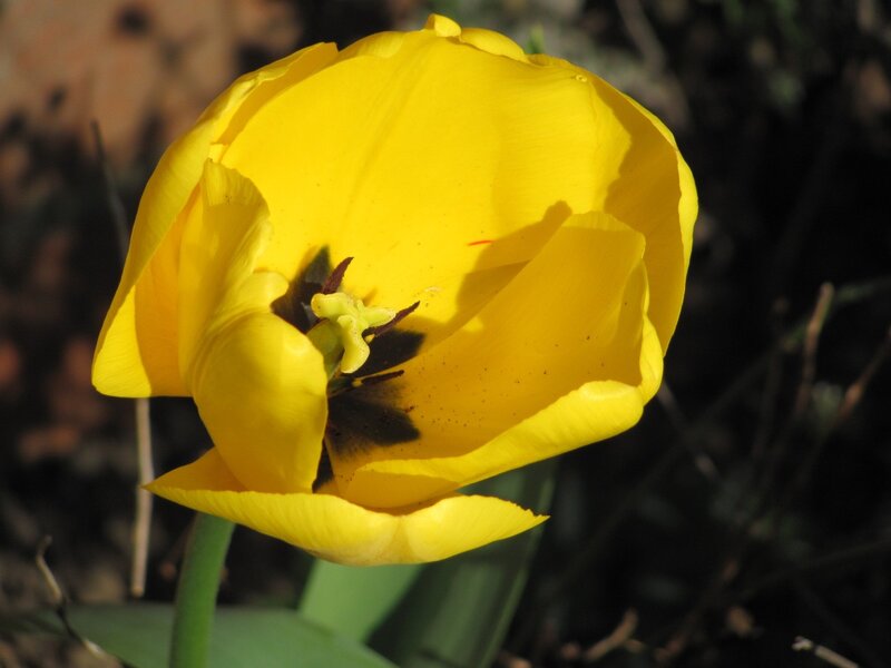 Yellow tulip in bloom
