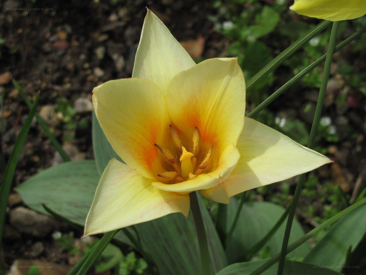 yellow tulip in bloom