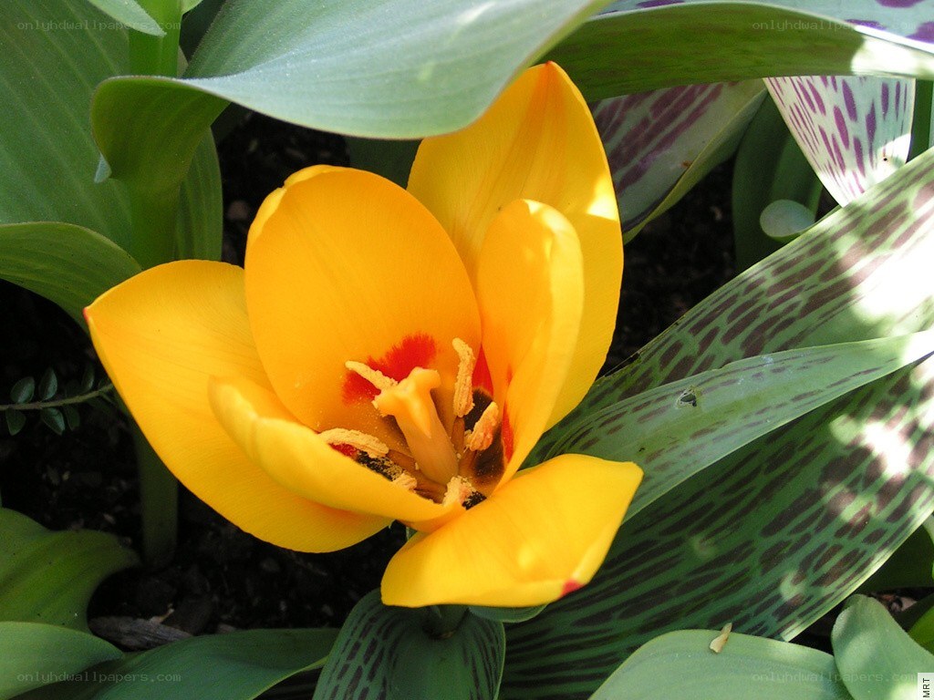 Yellow tulip in bloom