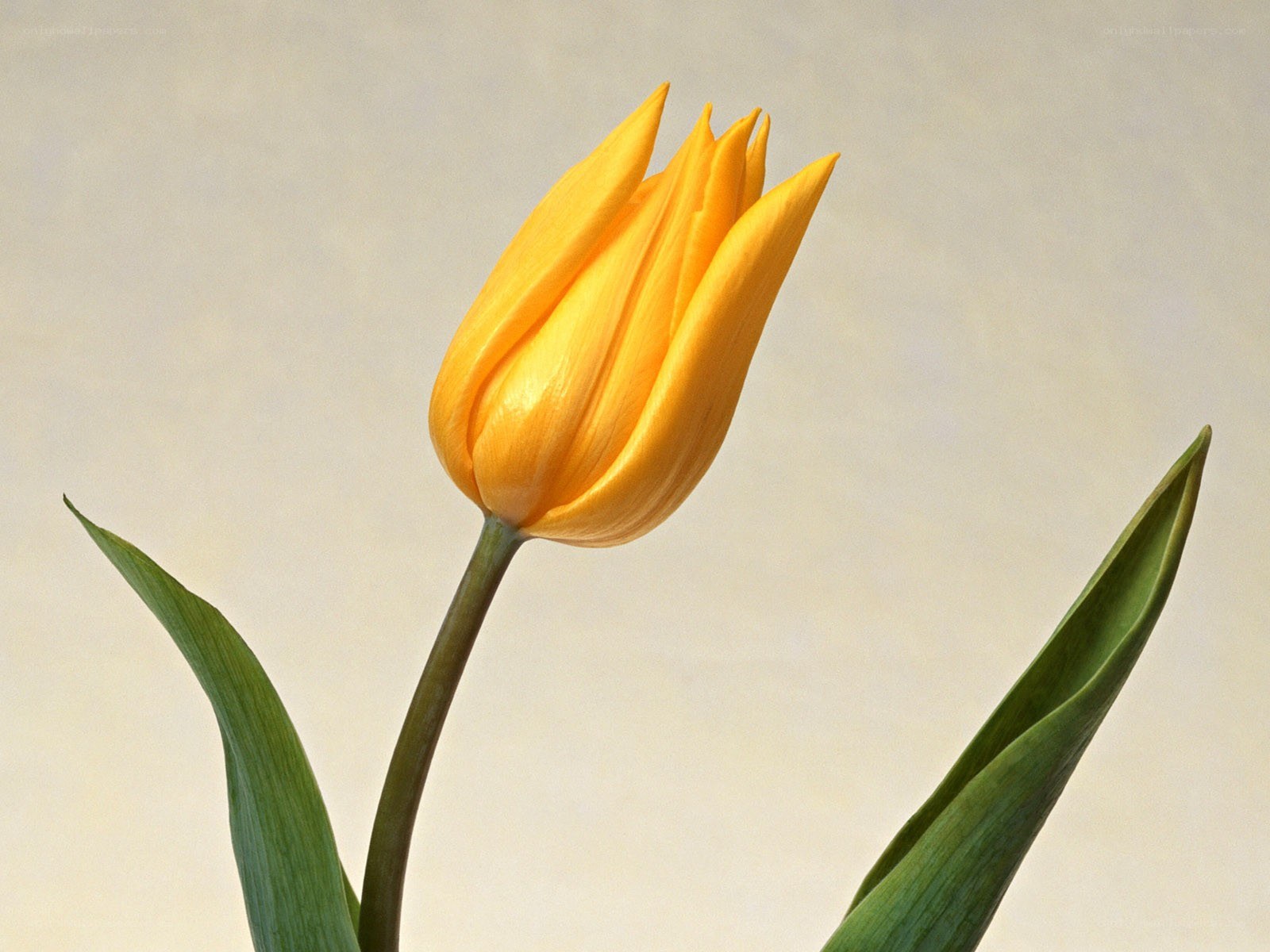 Yellow tulip in bloom