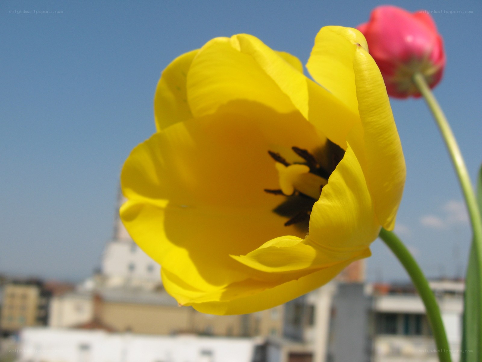 Yellow tulip in bloom