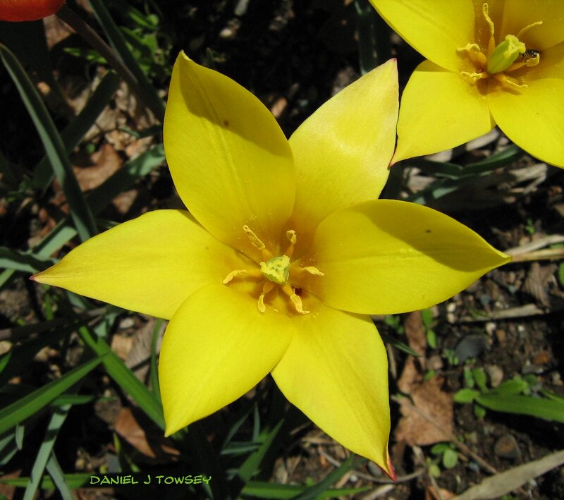 Yellow tulip in bloom