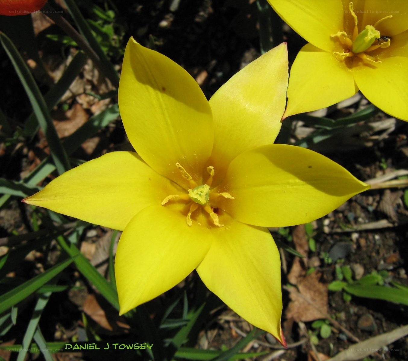 Yellow tulip in bloom