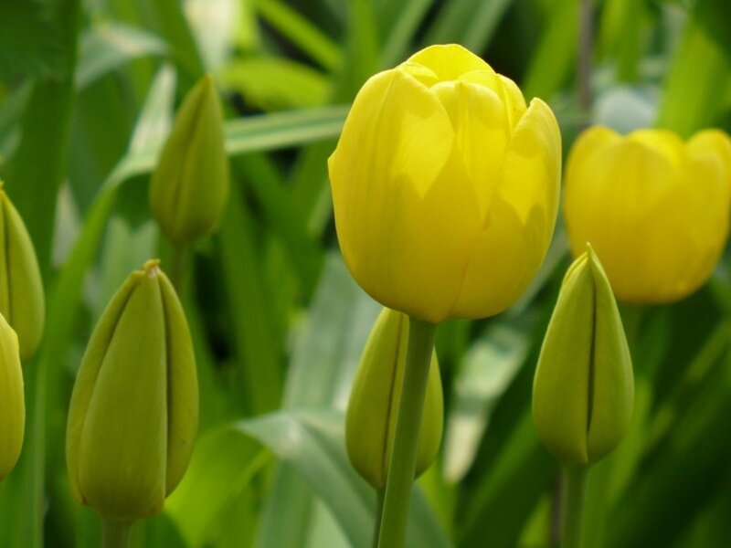 Yellow Tulip in Bloom — Serene, Spring