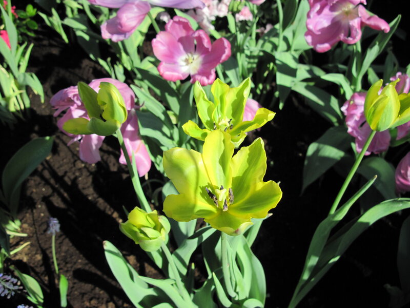 Yellow Tulip in Bloom — Serene