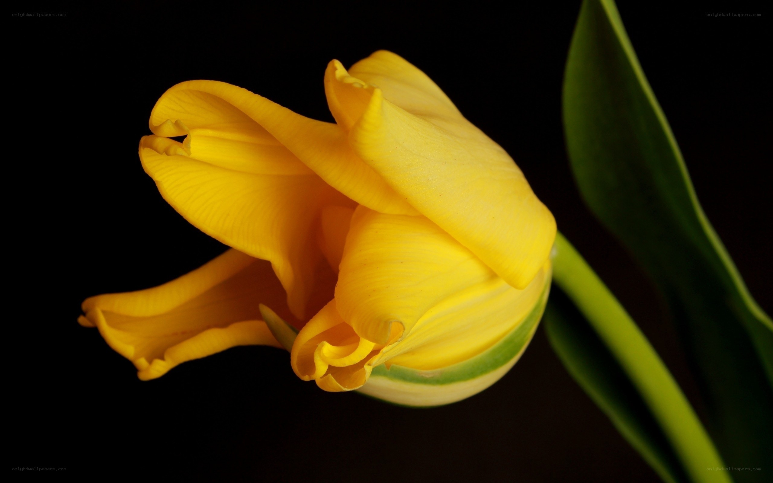 yellow tulip in bloom