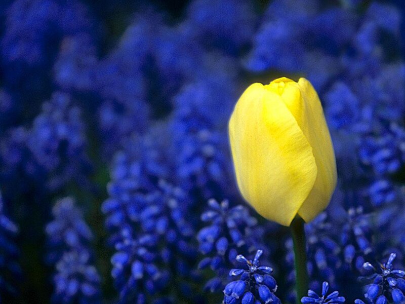 Yellow tulip in blue flowers