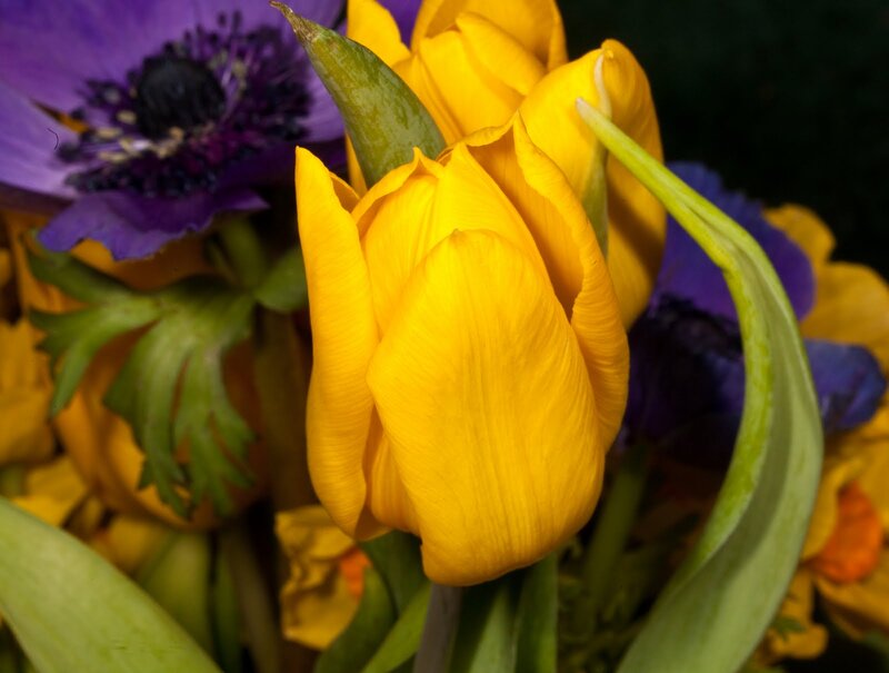 Yellow Tulip in Bouquet