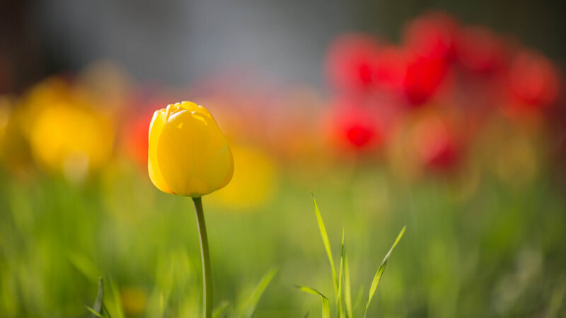 Yellow Tulip in Field — Serene, Morning