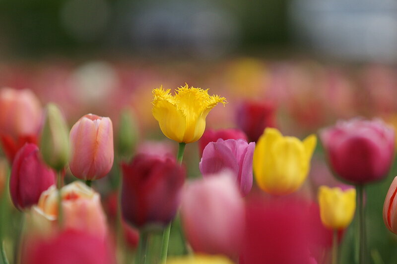 Yellow Tulip in Field — Serene, Spring