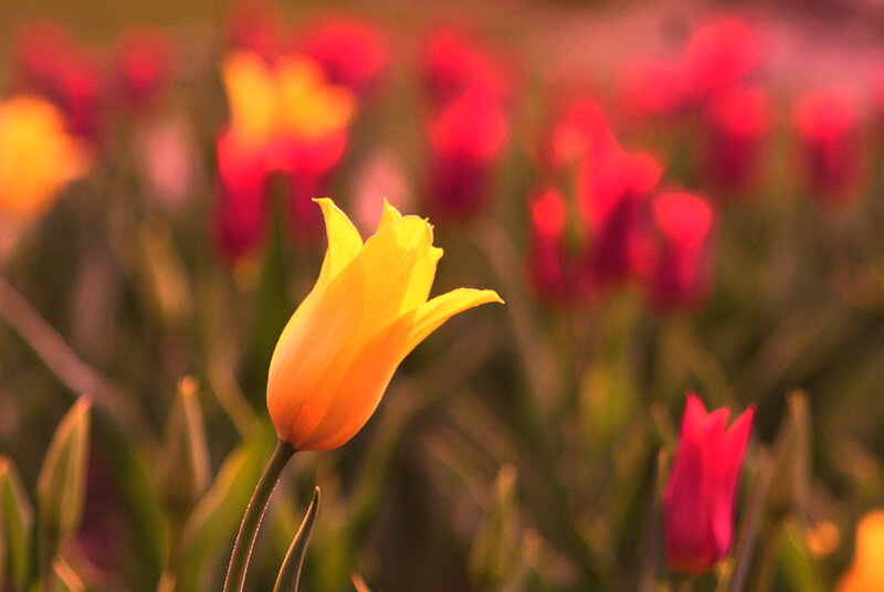 Yellow Tulip in Field — Serene