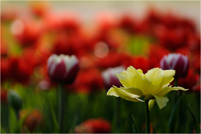 Yellow Tulip in Field