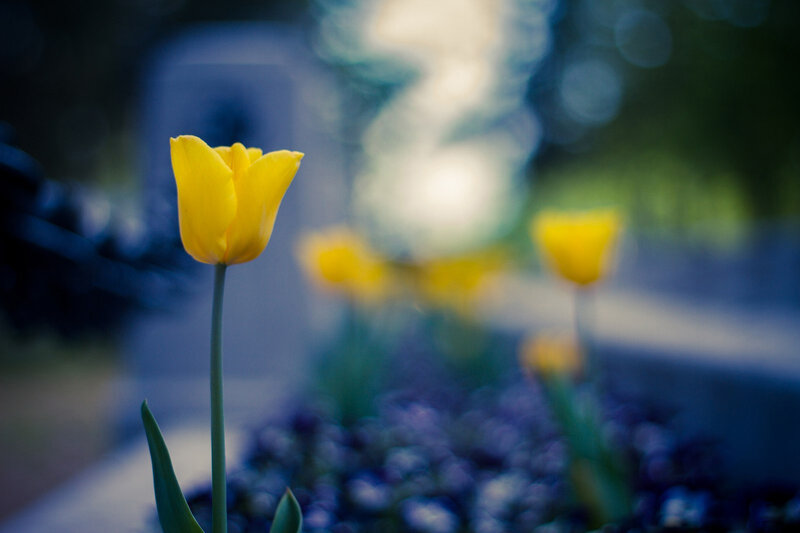 Yellow Tulip in Focus