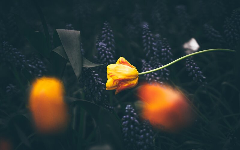 Yellow Tulip in Garden — Serene, Spring