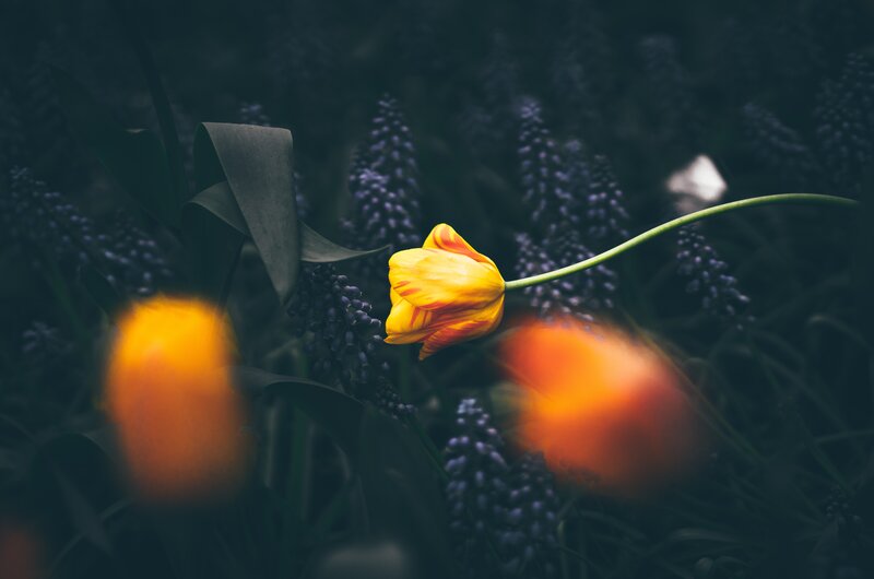 Yellow Tulip in Garden — Serene