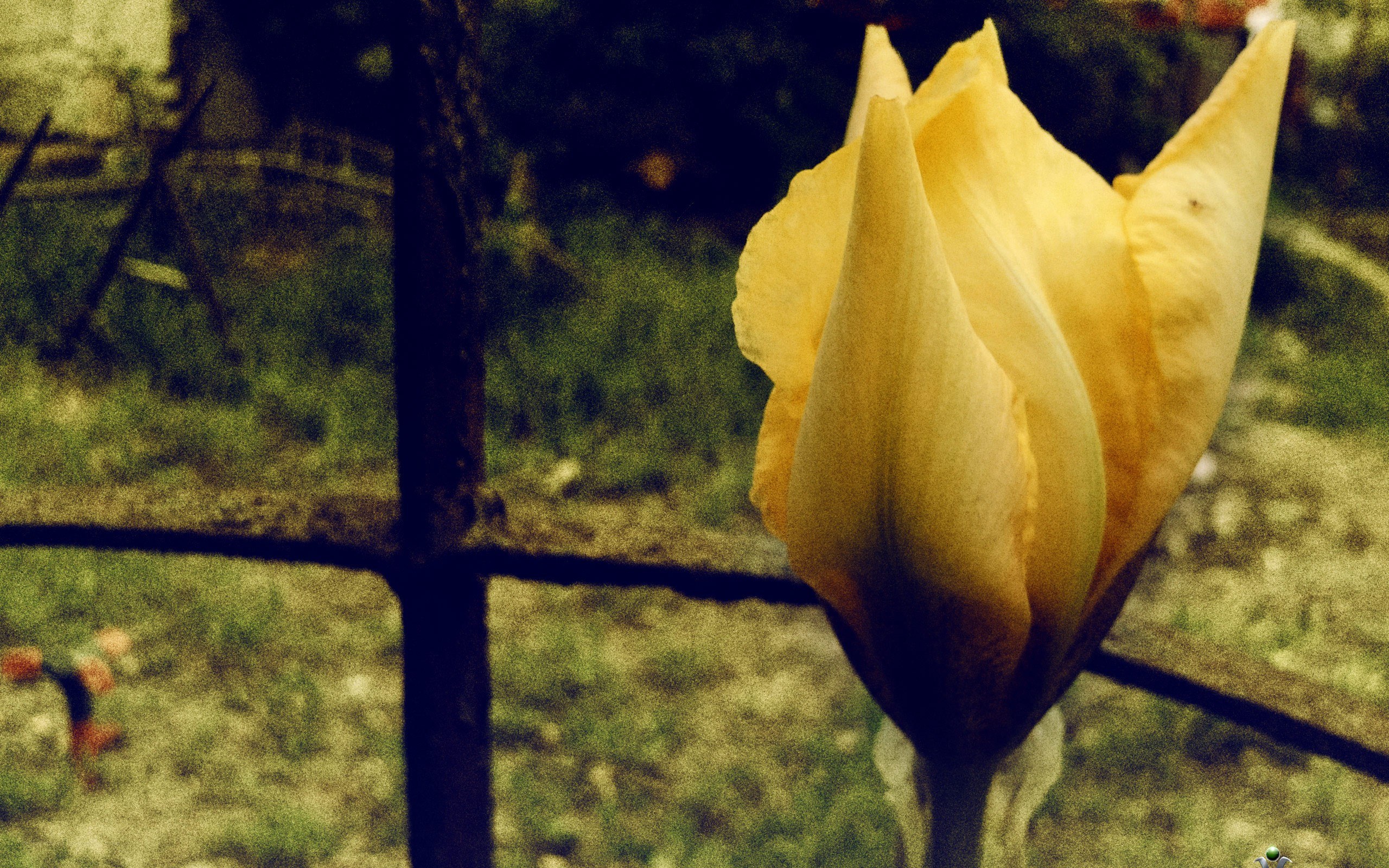 yellow tulip in garden