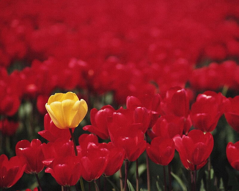 Yellow tulip in red field
