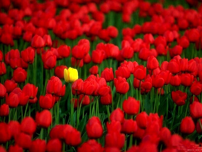 yellow tulip in red field