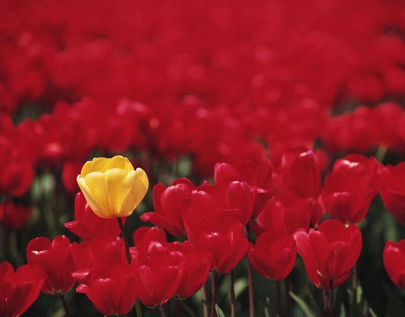Yellow Tulip in Red Field — Calm, Spring