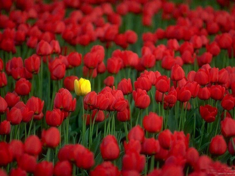 Yellow Tulip in Red Field — Serene