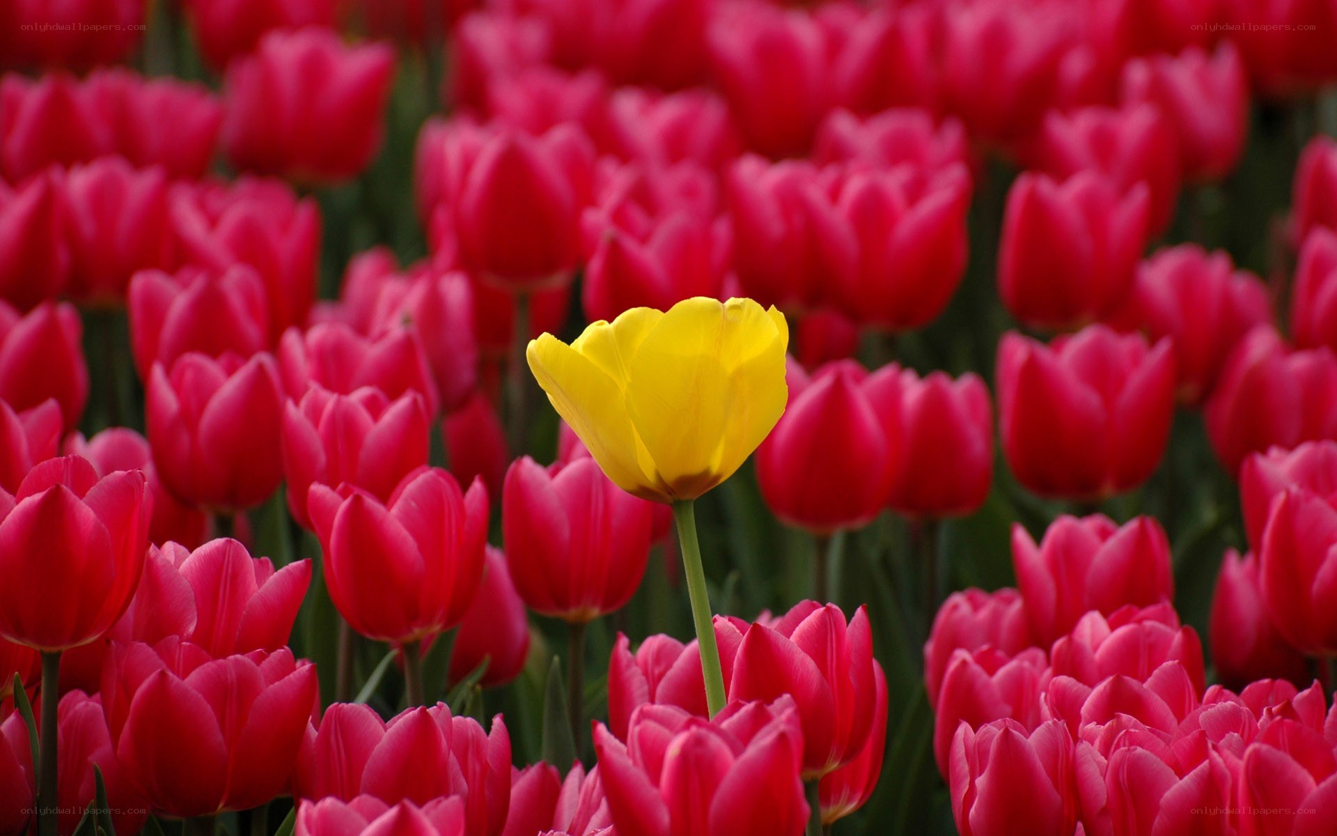 yellow tulip in red field