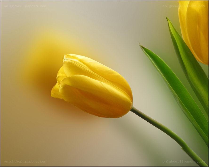 Yellow tulip in soft light