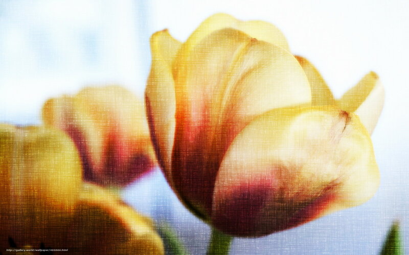 Yellow tulip in soft light