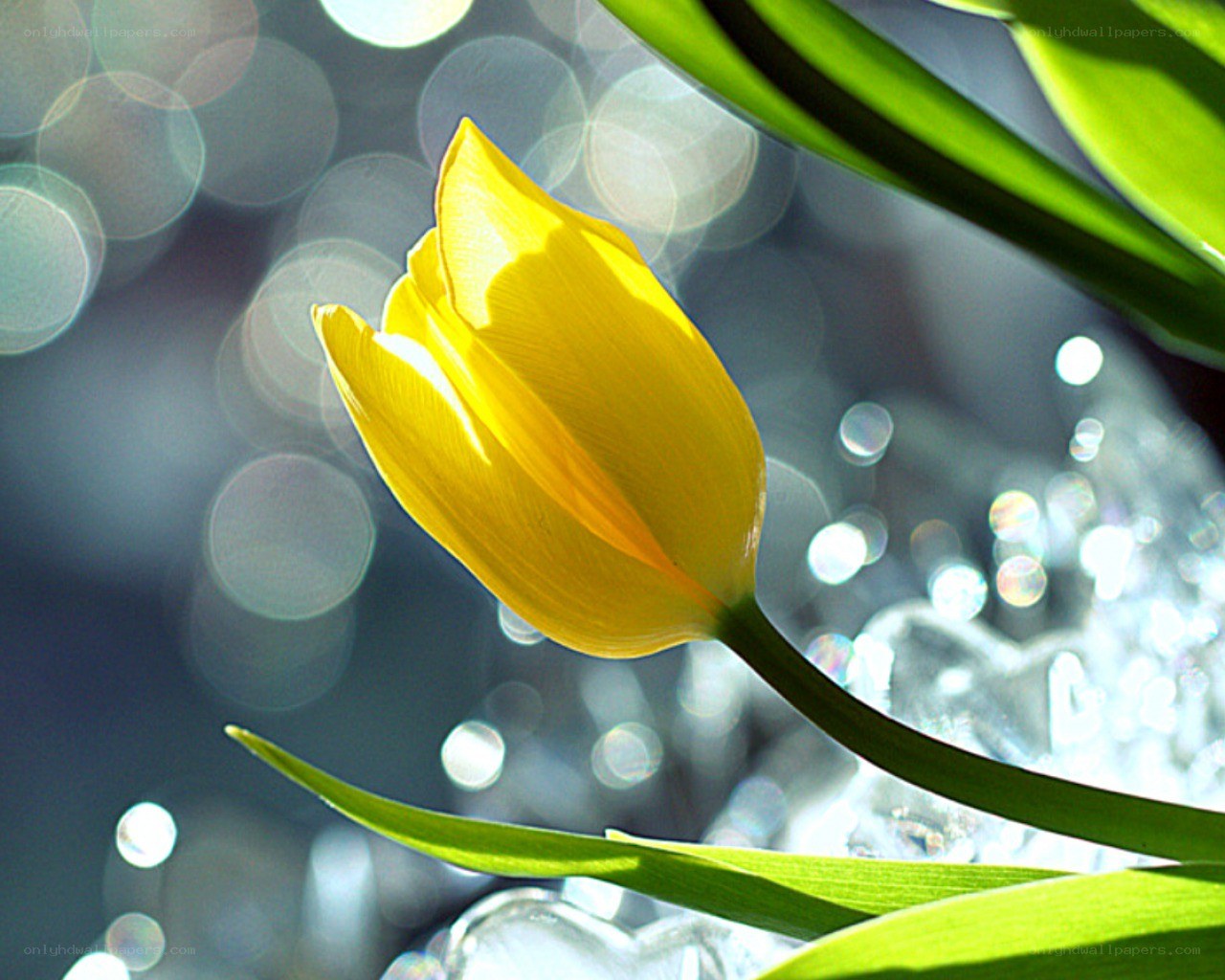 Yellow tulip in sunlight